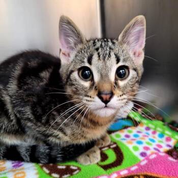 Binx -  Domestic Short Hair Cat for Adoption in Belfair, Washington - Binx | PetCurious