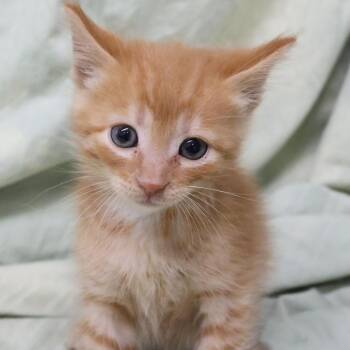 Minnow C12178 -  Domestic Short Hair Cat for Adoption - Minnow C12178 | PetCurious