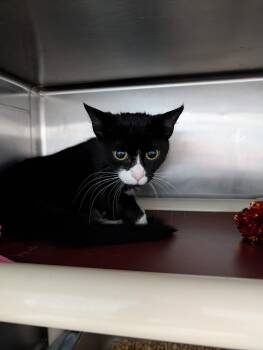 Passenger - At shelter -  Domestic Short Hair Cat for Adoption in Rustburg, Virginia - Passenger - At Shelter | PetCurious