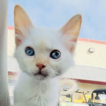 Cupcake -  Siamese and Domestic Medium Hair Cat for Adoption in Sandy Springs, Georgia - Cupcake | PetCurious