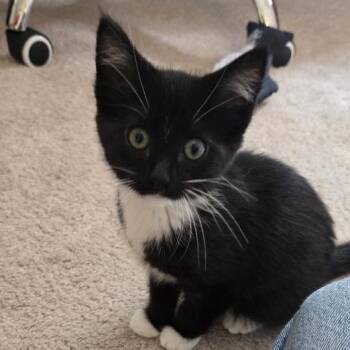 MoMo -  Domestic Short Hair Cat for Adoption in Columbia, Missouri - MoMo | PetCurious