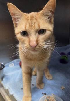 Rescue Domestic Short Hair Cats for Adoption in Willmar, Minnesota - Dydun | PetCurious