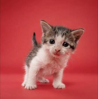 SALLY -  Domestic Short Hair Cat for Adoption in Doral, Florida - SALLY | PetCurious