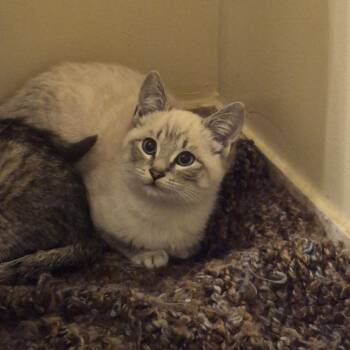 Siamese Cats Available for Adoption in Fairfax, Virginia - Emmaline | PetCurious