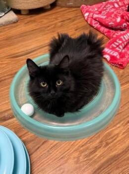 Rescue Domestic Medium Hair Cats for Adoption in Medina, Ohio - Muffin | PetCurious