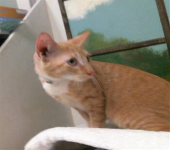 OLIVER -  Domestic Short Hair Cat for Adoption in Houston, Texas - OLIVER | PetCurious