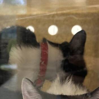 Domestic Short Hair Cats Available for Adoption in Philadelphia, Pennsylvania - Felicia | PetCurious