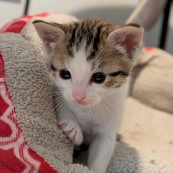 Bumble -  Domestic Short Hair Cat for Adoption in Pullman, Washington - Bumble | PetCurious