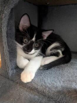 Scrabble - Games Litter -  Tuxedo Cat for Adoption in Anthem, Arizona - Scrabble - Games Litter | PetCurious