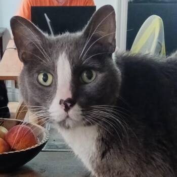 Rescue Domestic Short Hair Cats for Adoption in New York, New York - Sweeney Todd B. - A.k.a. Maow | PetCurious
