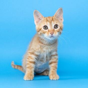 Bell Pepper -  Domestic Short Hair Cat for Adoption in Franklin, Tennessee - Bell Pepper | PetCurious