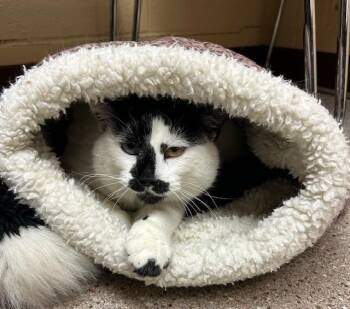 Domestic Short Hair Cats Available for Adoption in Willmar, Minnesota - Cipher | PetCurious