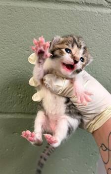 DALLAS -  Domestic Short Hair Cat for Adoption in Jacksonville, Florida - DALLAS | PetCurious