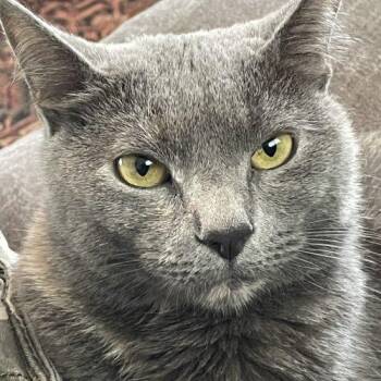 Hazel -  Domestic Short Hair and Russian Blue Cat for Adoption in Columbia, South Carolina - Hazel | PetCurious