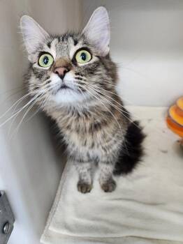 Mama Mia -  Domestic Medium Hair and Tabby Cat for Adoption in Westfield, Wisconsin - Mama Mia | PetCurious