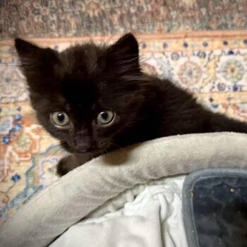 Domestic Medium Hair Cats Available for Adoption - Jeff | PetCurious