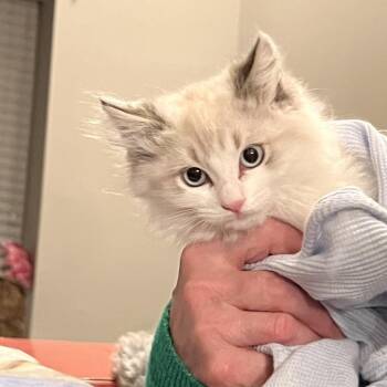 Chloe (& Zack) -  Domestic Long Hair Cat for Adoption in Mount Laurel Township, New Jersey - Chloe (& Zack) | PetCurious