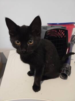 Rescue Domestic Short Hair Cats for Adoption in West Lafayette, Indiana - 6 Black Kittens! | PetCurious