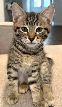 Chive -  Domestic Short Hair Cat for Adoption in Othello, Washington - Chive | PetCurious