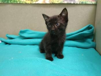 A553251 -  Domestic Short Hair Cat for Adoption in Moreno Valley, California - A553251 | PetCurious