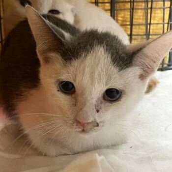 Newt -  Domestic Short Hair Cat for Adoption in Las Cruces, New Mexico - Newt | PetCurious