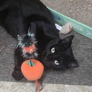 Macchi -  Domestic Short Hair Cat for Adoption in Fishkill, New York - Macchi | PetCurious