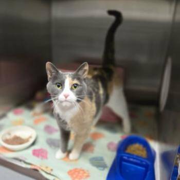 Tofu -  Domestic Short Hair Cat Available for Adoption in Madison, Wisconsin - Tofu | PetCurious