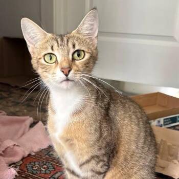 Aviv -  Domestic Short Hair Cat for Adoption in Nantucket, Massachusetts - Aviv | PetCurious