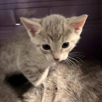 Domestic Short Hair Cats Available for Adoption in Marshall, Virginia - Martin | PetCurious