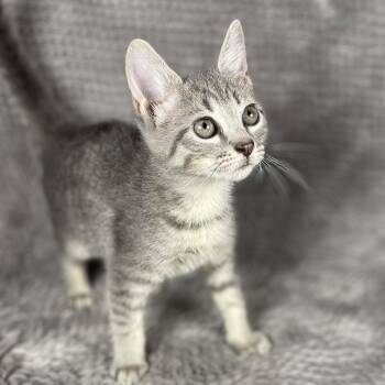 Katniss - Andrea foster -  Domestic Short Hair Cat for Adoption in Social Circle, Georgia - Katniss - Andrea Foster | PetCurious
