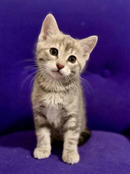 Linden 26 -  Domestic Short Hair and Domestic Medium Hair Cat for Adoption in Nashville, Tennessee - Linden 26 | PetCurious