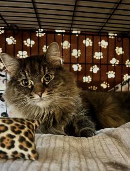 Domestic Long Hair Cats Available for Adoption - Kira | PetCurious