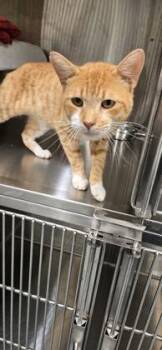 Waffles -  Domestic Short Hair Cat for Adoption in Daphne, Alabama - Waffles | PetCurious