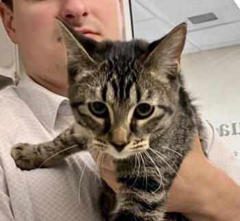 Oak -  Domestic Short Hair Cat for Adoption in Stratham, New Hampshire - Oak | PetCurious