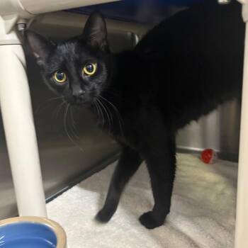Domestic Short Hair Cats Available for Adoption in Springfield, Illinois - Dani | PetCurious