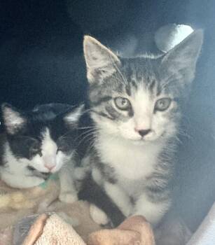 Gidget -  Domestic Short Hair Cat for Adoption in San Diego, California - Gidget | PetCurious