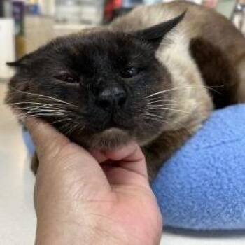 Siamese Cats Available for Adoption in Galveston, Texas - Tobby | PetCurious