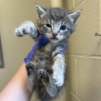 Kaboodle -  Domestic Short Hair Cat for Adoption in Birmingham, Alabama - Kaboodle | PetCurious