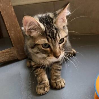 Lance -  Domestic Medium Hair Cat for Adoption in Lodi, California - Lance | PetCurious