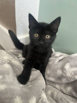 Rescue Domestic Short Hair Cats for Adoption in Arlington, Texas - Cocoa | PetCurious