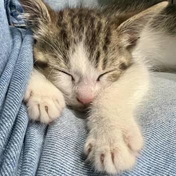 Forrest -  Domestic Short Hair Cat for Adoption in Richmond, Virginia - Forrest | PetCurious