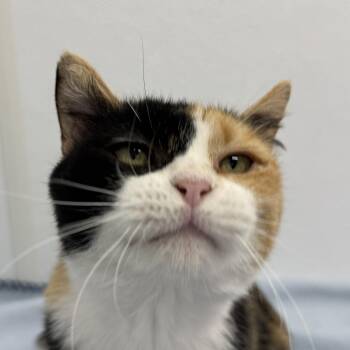 Ravioli -  Domestic Short Hair Cat for Adoption in Auburn, Nebraska - Ravioli | PetCurious