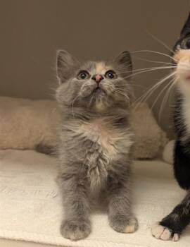 OLIVE -  Domestic Short Hair Cat for Adoption in Salinas, California - OLIVE | PetCurious