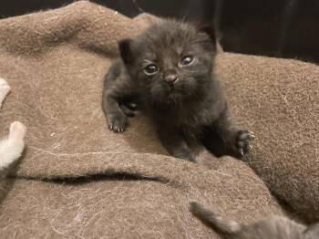 Haymitch -  Domestic Short Hair Cat Available for Adoption in Evansville, Indiana - Haymitch | PetCurious