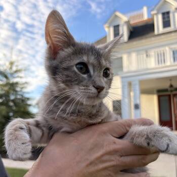 Tink -  Domestic Short Hair Cat for Adoption in Bordentown, New Jersey - Tink | PetCurious