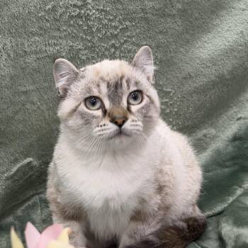 Toots -  Siamese and Domestic Short Hair Cat for Adoption in Frankfort, Michigan - Toots | PetCurious