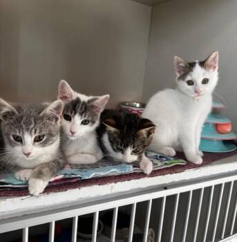 Rescue Domestic Short Hair Cats for Adoption in Hutchinson, Minnesota - Pixie, Duncan, Wayne And Gretchen | PetCurious