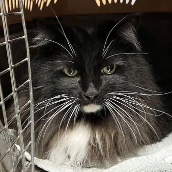 Moon -  Domestic Long Hair Cat for Adoption in Dekalb, Illinois - Moon | PetCurious