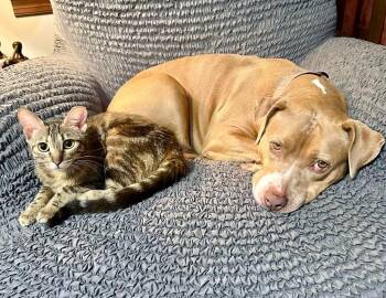 Domestic Short Hair Cats Available for Adoption in Pawtucket, Rhode Island - Teal | PetCurious