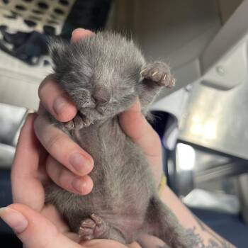 Gyoza -  Domestic Short Hair Cat for Adoption in Greensboro, North Carolina - Gyoza | PetCurious